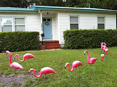 Different fundraising with flamingo flocking